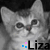 Cats icon graphics