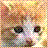 Cats icon graphics
