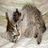 Cats icon graphics