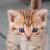 Cats icon graphics