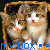 Cats icon graphics