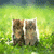 Cats icon graphics