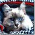 Cats icon graphics