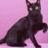 Cats icon graphics