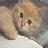 Cats icon graphics