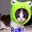 Cats icon graphics