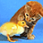 Cats icon graphics