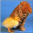 Cats icon graphics
