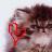 Cats icon graphics
