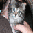 Cats icon graphics