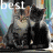 Cats icon graphics