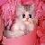 Cats icon graphics
