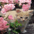 Cats icon graphics