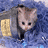 Cats icon graphics