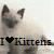 Cats icon graphics