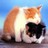 Cats icon graphics