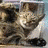 Cats icon graphics