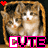 Cats icon graphics