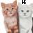Cats icon graphics