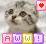 Cats icon graphics