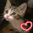 Cats icon graphics