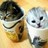 Cats icon graphics