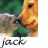 Cats icon graphics