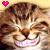 Cats icon graphics