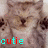 Cats icon graphics