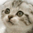 Cats icon graphics