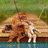Cats icon graphics