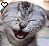 Cats icon graphics