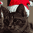 Cats icon graphics