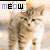 Cats icon graphics