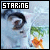 Cats icon graphics