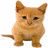 Cats icon graphics