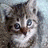 Cats icon graphics