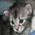 Cats icon graphics