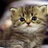 Cats icon graphics