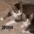 Cats icon graphics