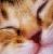 Cats icon graphics