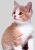 Cats icon graphics