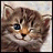 Cats icon graphics