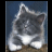 Cats icon graphics