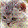 Cats icon graphics