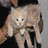 Cats icon graphics