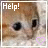 Cats icon graphics