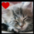 Cats icon graphics