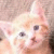 Cats icon graphics