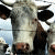 Cow icon graphics